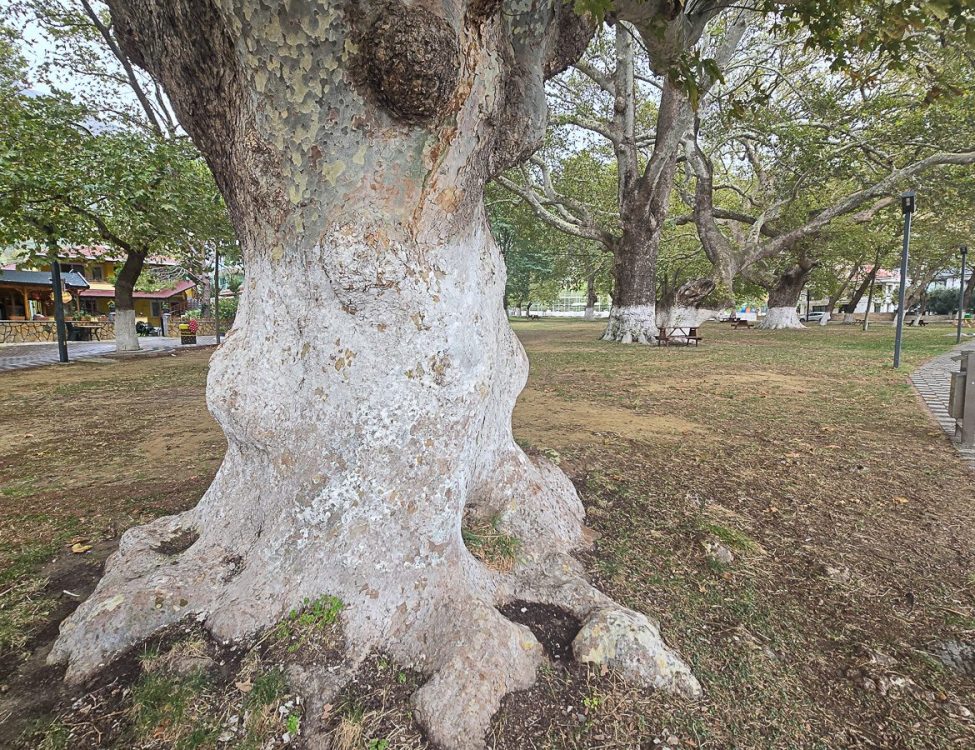 Cinarli Plane Trees