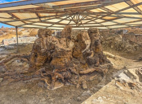 Petrified Forest Sigri Petrified Forest Sigri