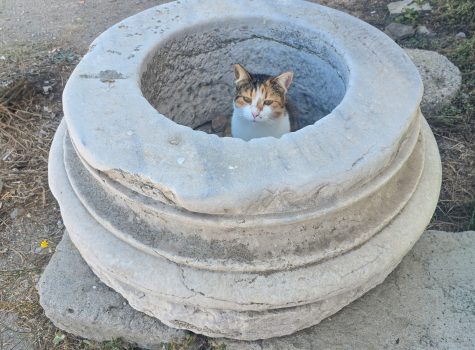 Posing cat Cat nesting in an ancient ruin in Bozcaada Castle