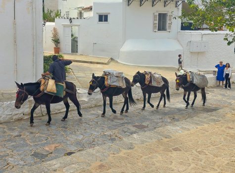 Hydra donkeys