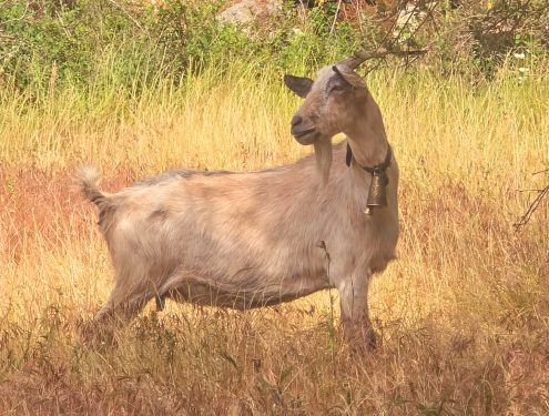 Image of a goat on the roadside along the way to Nidri waterfall