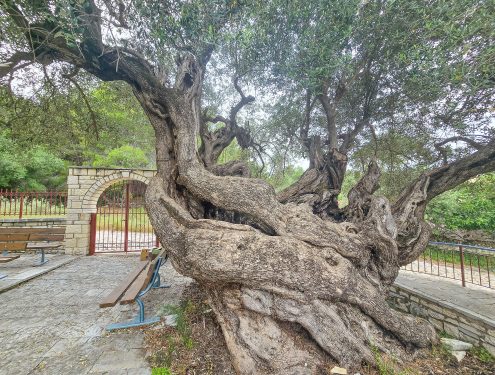 Old live tree outside the Church of Agios Ioannis Prodromos