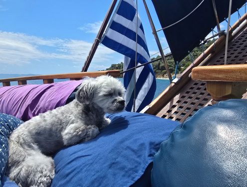 Alfa the sea dog