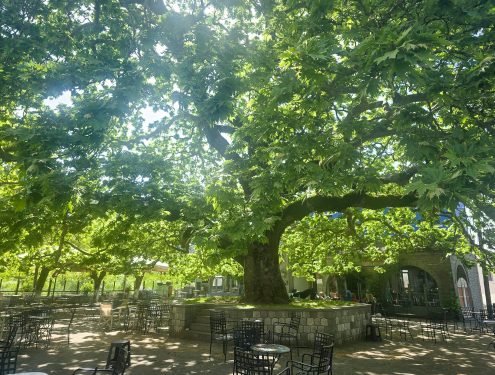 Plane Tree in Pramanta Square