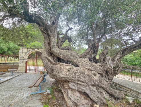 Old live tree outside the Church of Agios Ioannis Prodromos