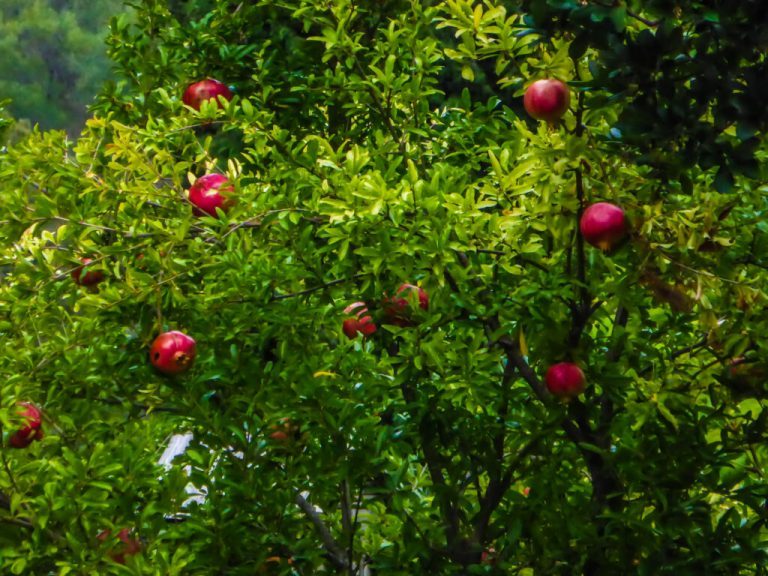 More rain and a bus trip to Igoumenitsa